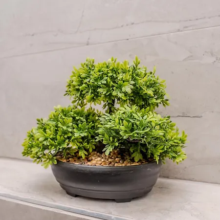 Kolovare Luxury Zára